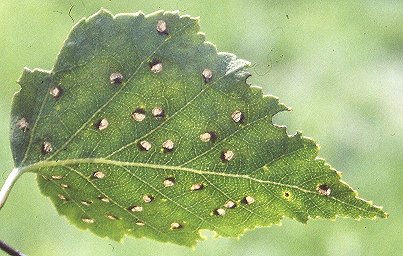 the mines are developing in this leaf