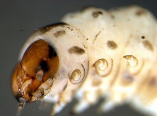 head - ventral view