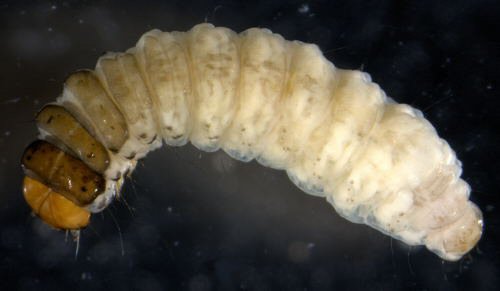 dorsal view