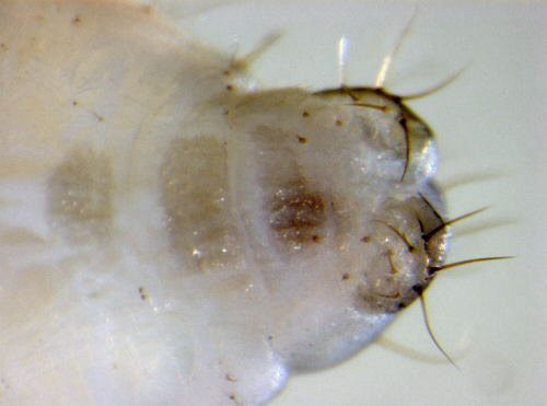 rear segments - ventral view