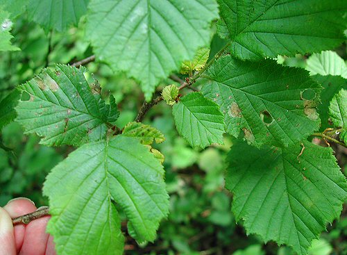 some cut outs have already formed on these leaves