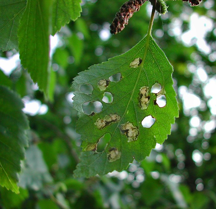 the larvae can be seen in these mines