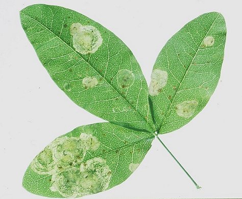 there may be several mines on a leaf