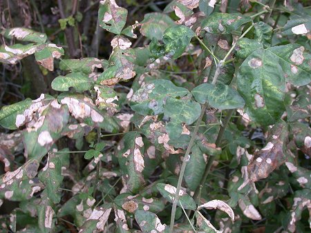 the older mine cause whitish discolouration to the leaf