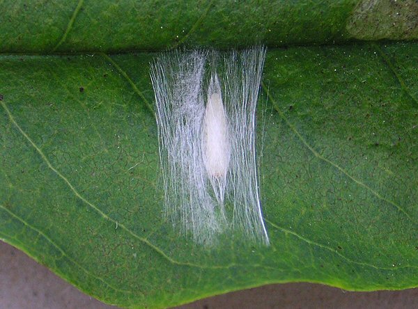 the silken cocoon 