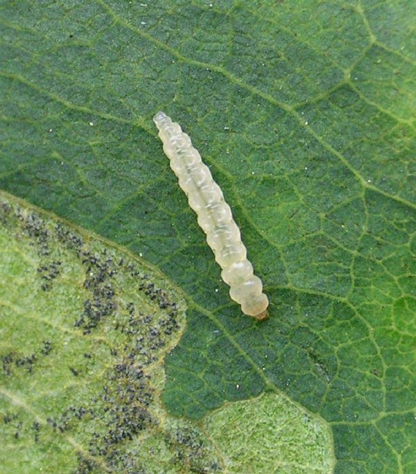 the larva is pale coloured
