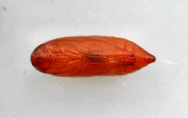ventral view of pupa