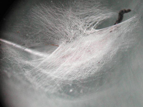 cocoon