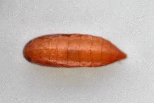 dorsal view of pupa
