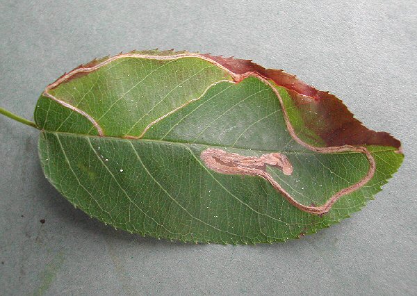 the leaf often goes brown with this miner