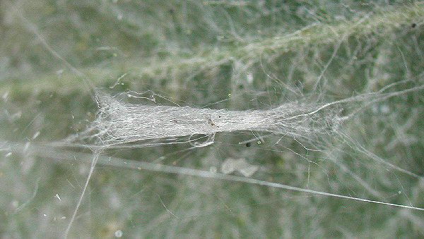 a cocoon is formed
