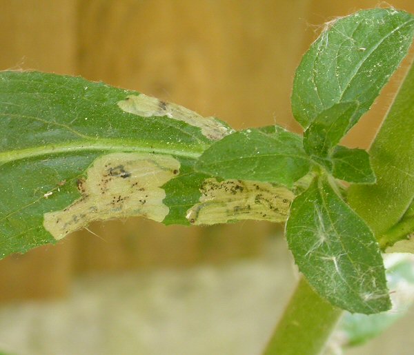 the dark ventral prothoracic plates of the larvae are visible.