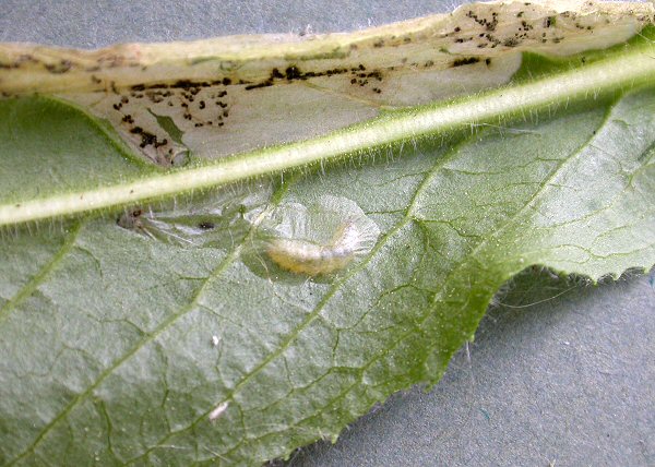 the larva is starting to pupate on the lower leaf surface
