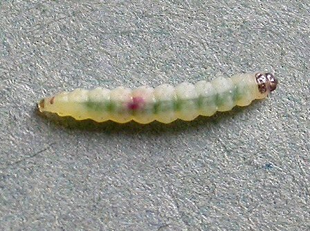 the larva is a pale yelow/green in colour. The dorsal view is shown.