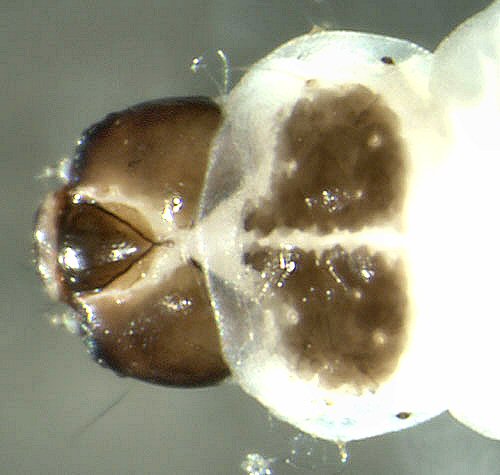 the dark brown prothoracic plate is shown in this dorsal view