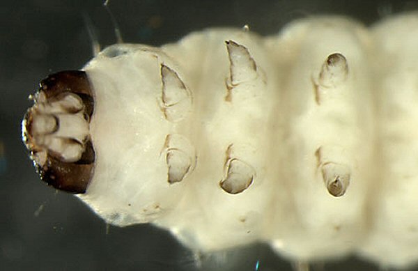 ventral view of larva - it has darker thoracic legs