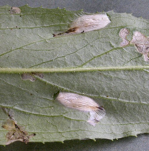 cocoons may form on the lower leaf surface