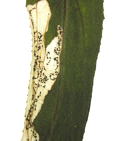 the egg is laid on the midrib