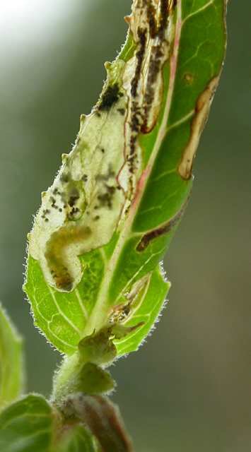 larva in mine