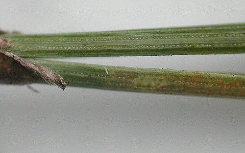 exit hole close to leaf base