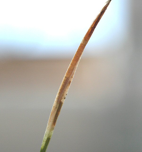 larva feeds from tip to base