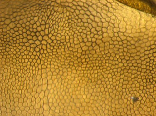 pupal surface