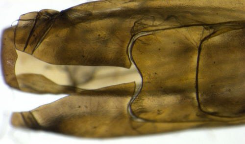 dorsal view