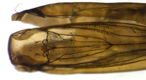ventral view