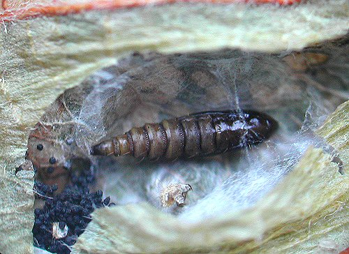 cocoon, with pupa