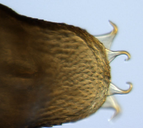 the cremaster has four curved spines