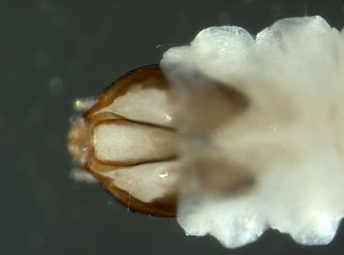 head