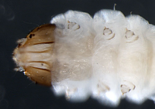 ventral view