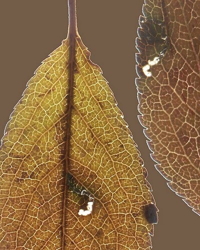 short mines are made in the leaf