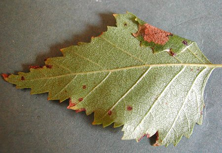 the leaf is folded over