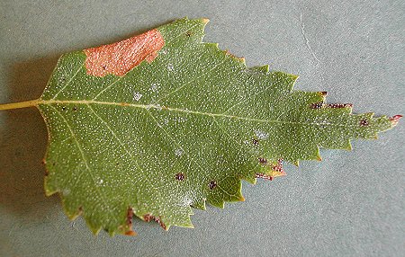 the leaf edge is folded down