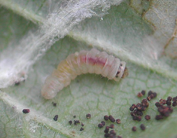 the larva