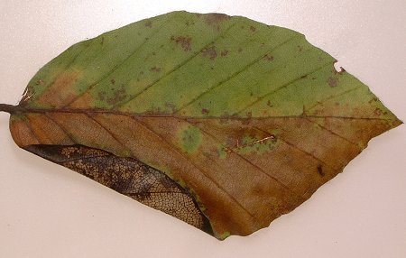 the larva pupates under a fold