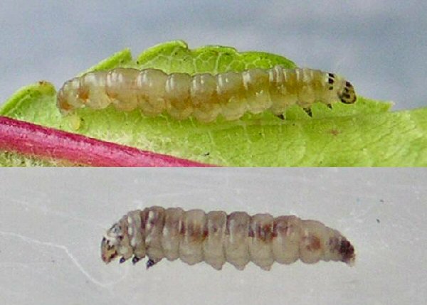 the larva