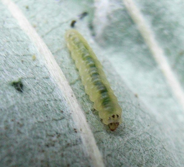 larva