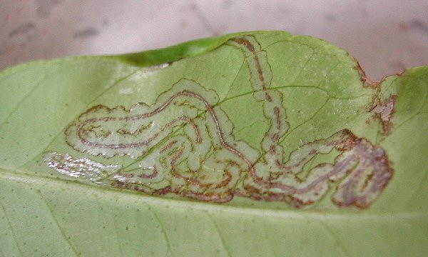 ,akes track mines on the leaf surface
