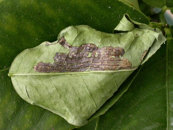 the leaf may become distorted