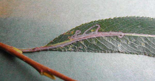 the larva has mined the petiole and leaf