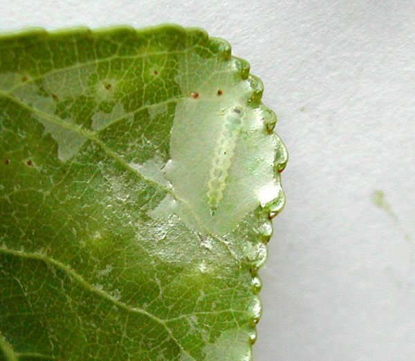 a close up of the larva in the mine