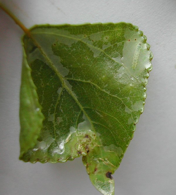 the larva is in the top right