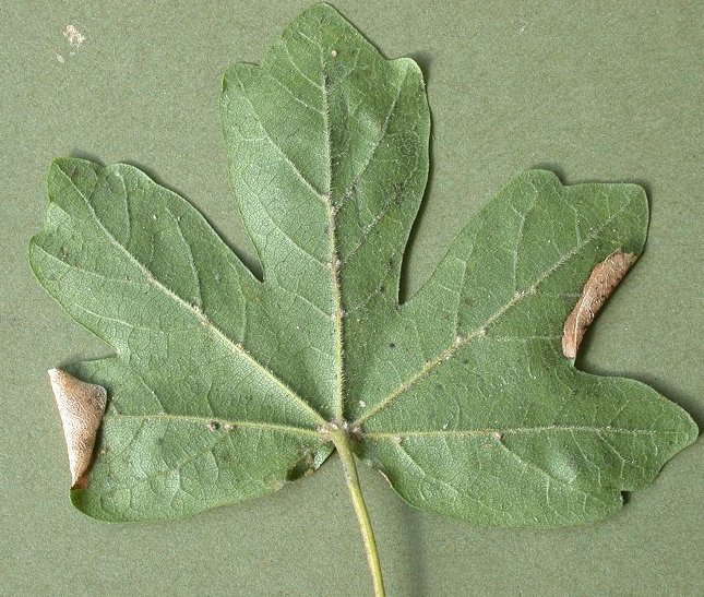 several mines may occupy a leaf