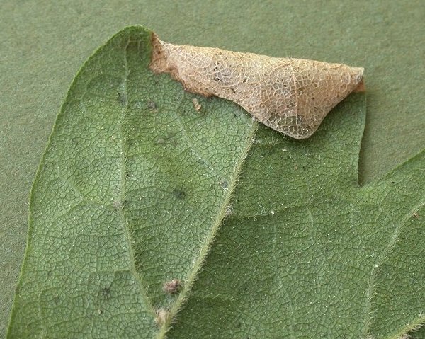 the edge of the leaf is folded down