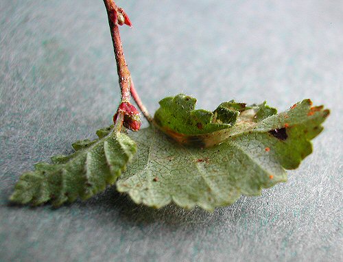 a small mine which arches the leaf