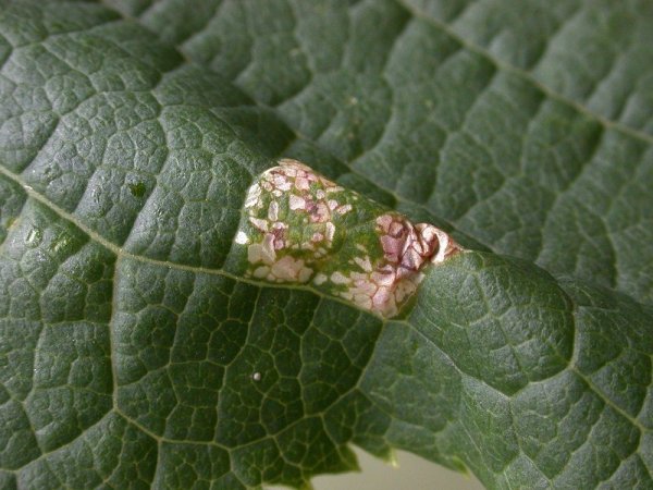 the mine may cause the leaf to arch