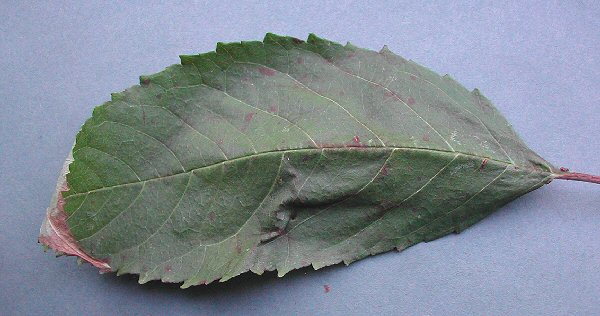 the leaf may arch