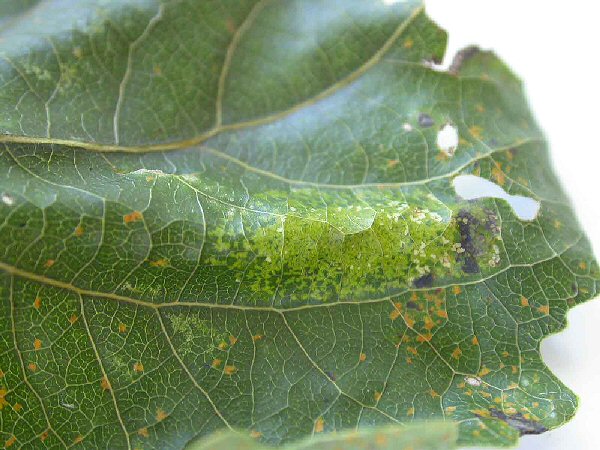the leaf shows some mottling
